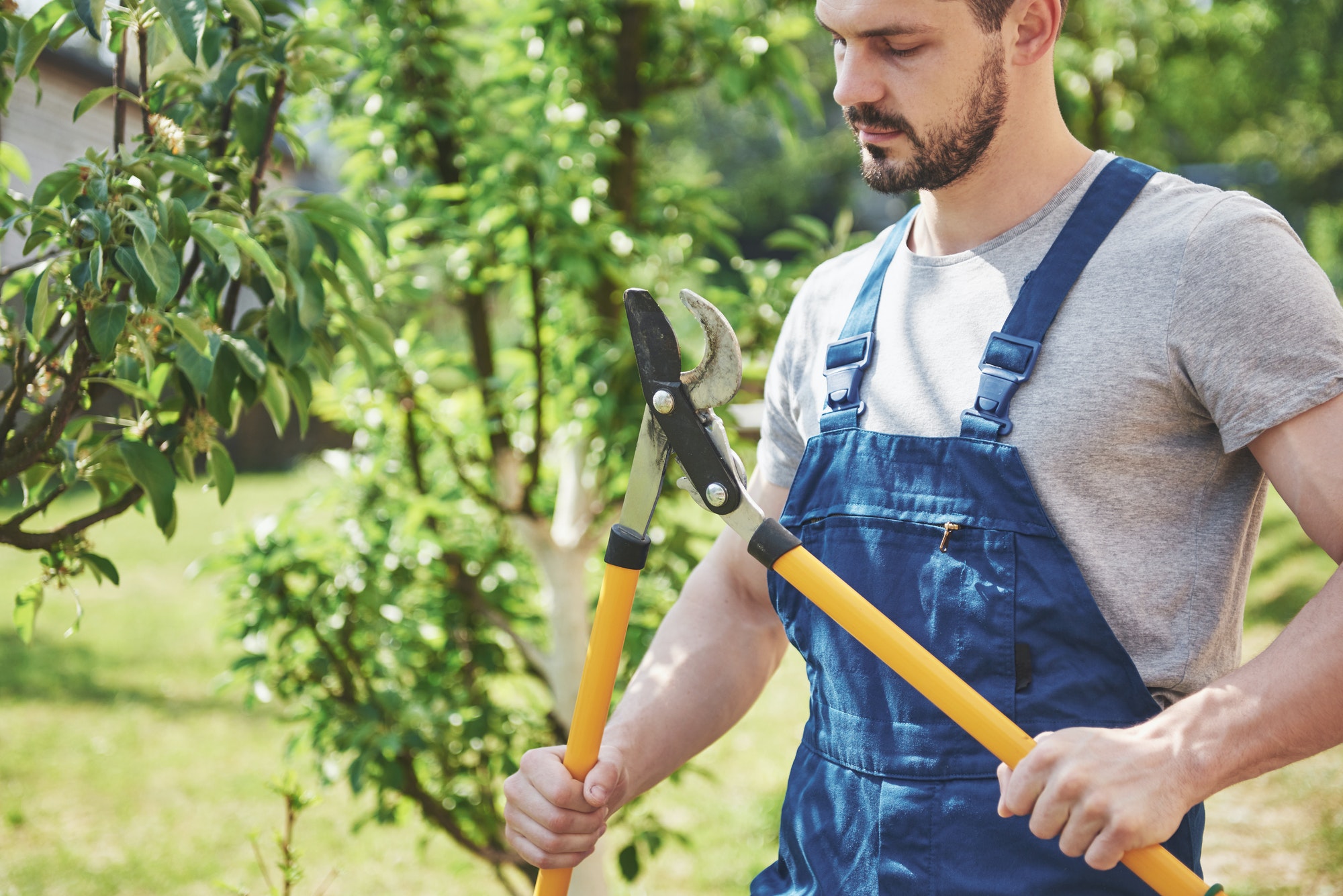 Gardener cuttings of garden plants in the spring