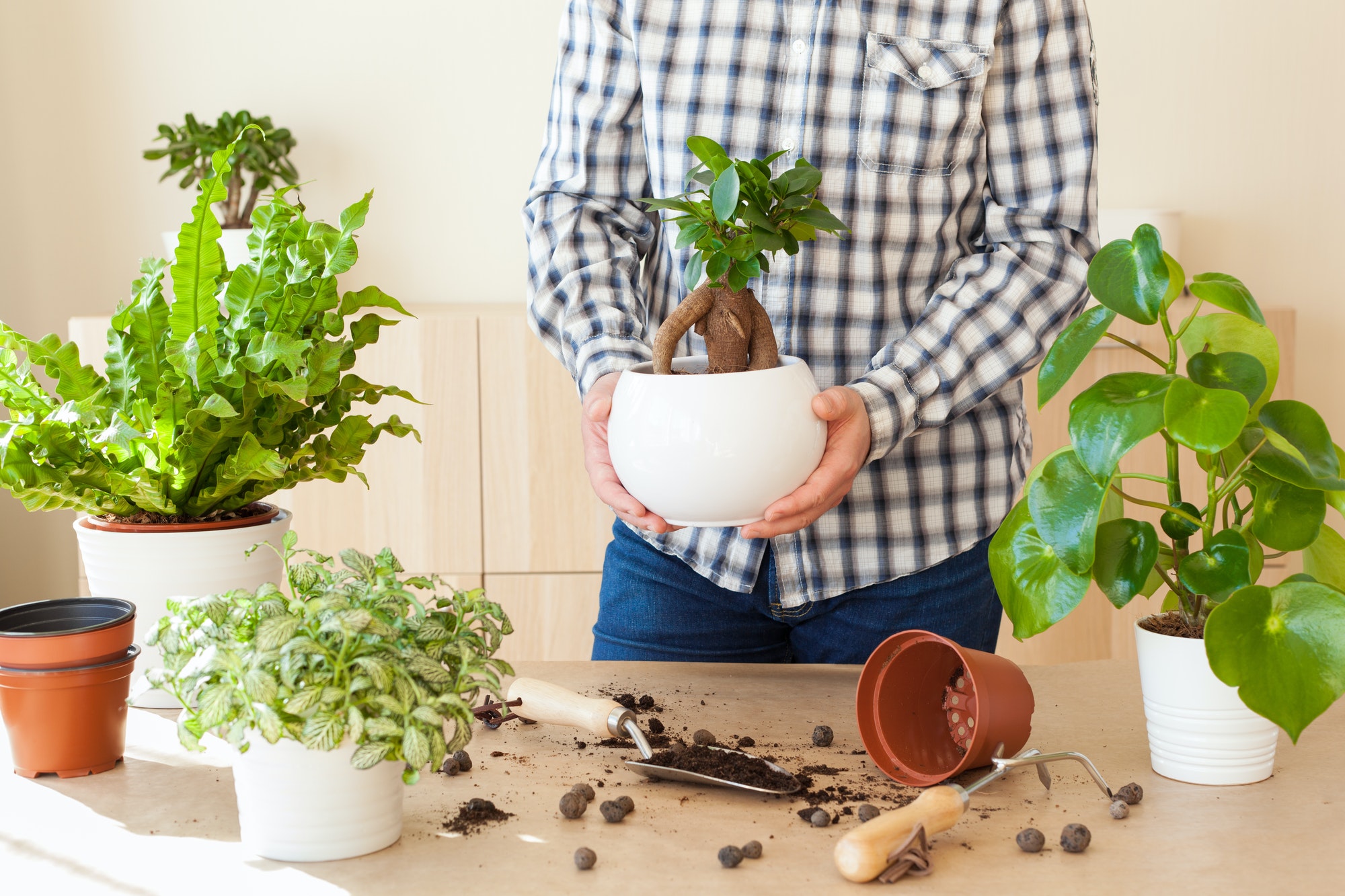 gardening, planting at home. man relocating ficus houseplant