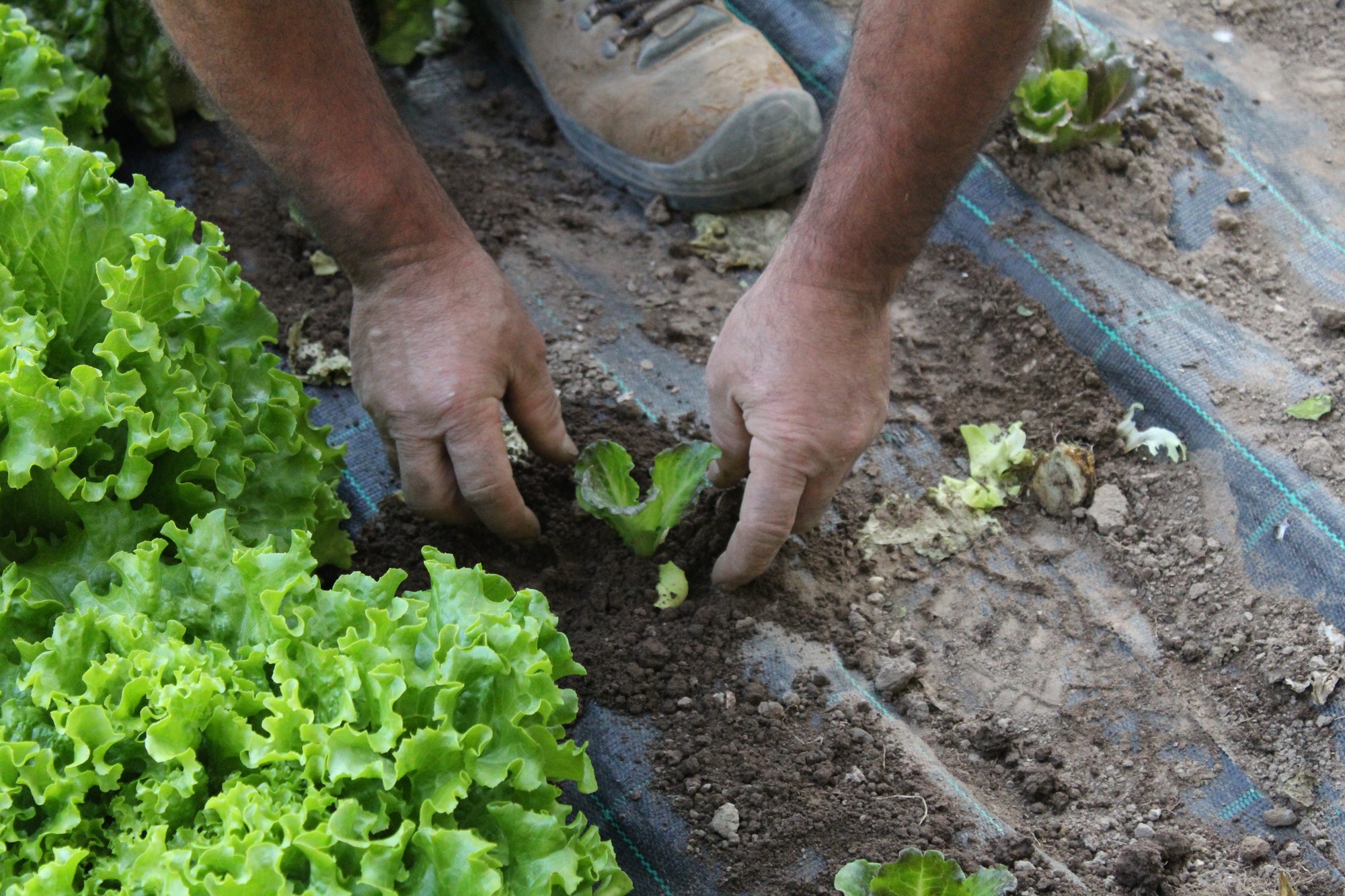 Gardening, planting salad