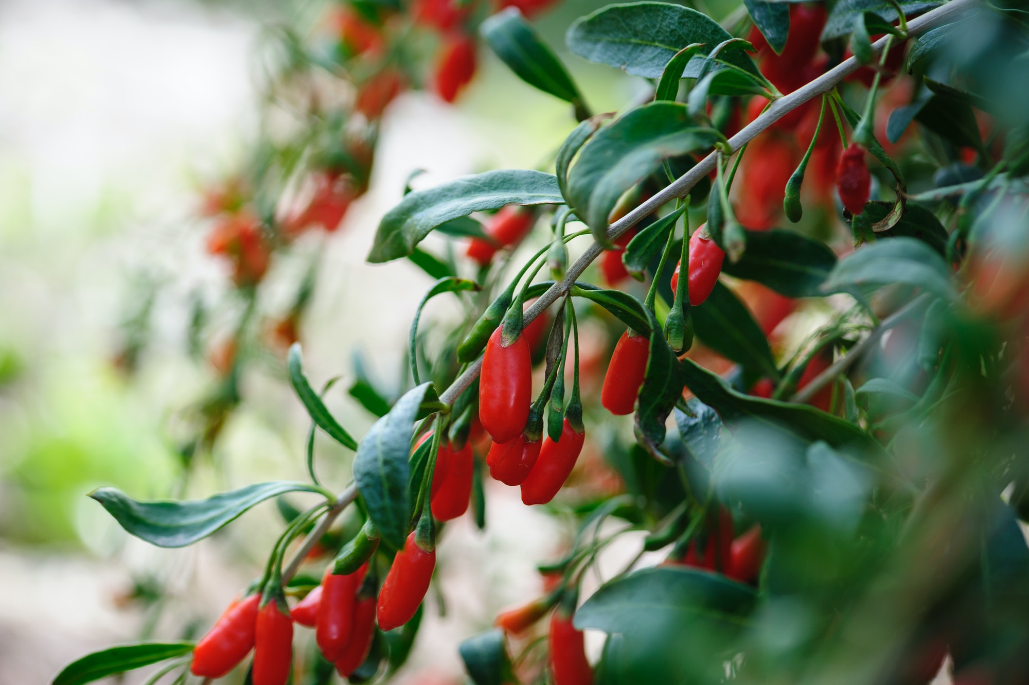 Goji berry fruits and plants in sunshine garden