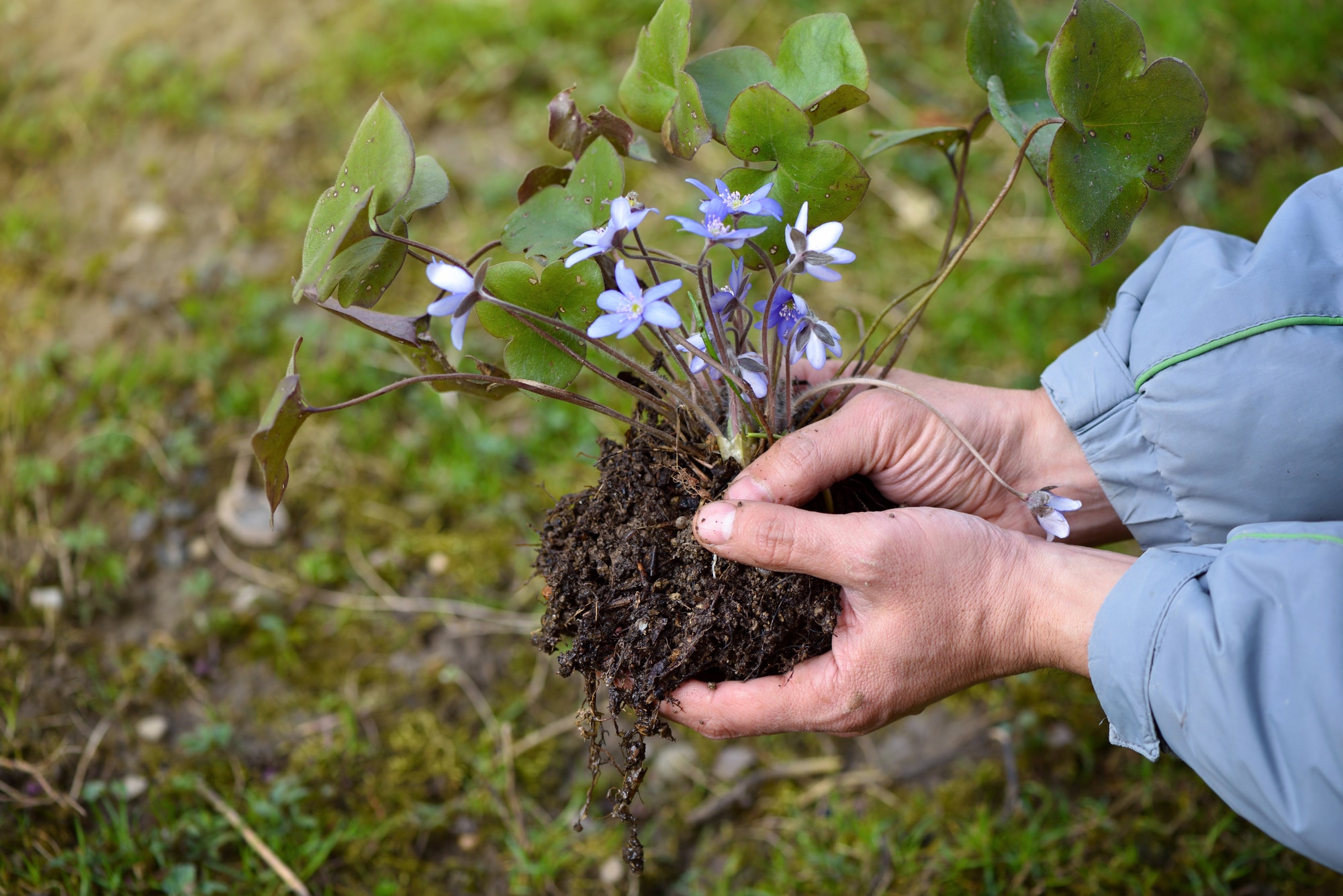 Hepatica nobilis in gardener's hands prepared for planting. Spring garden works concept