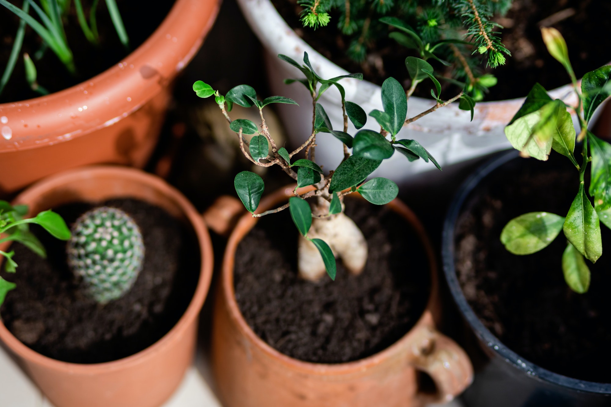 Home gardening. Plants on a balcony in spring.