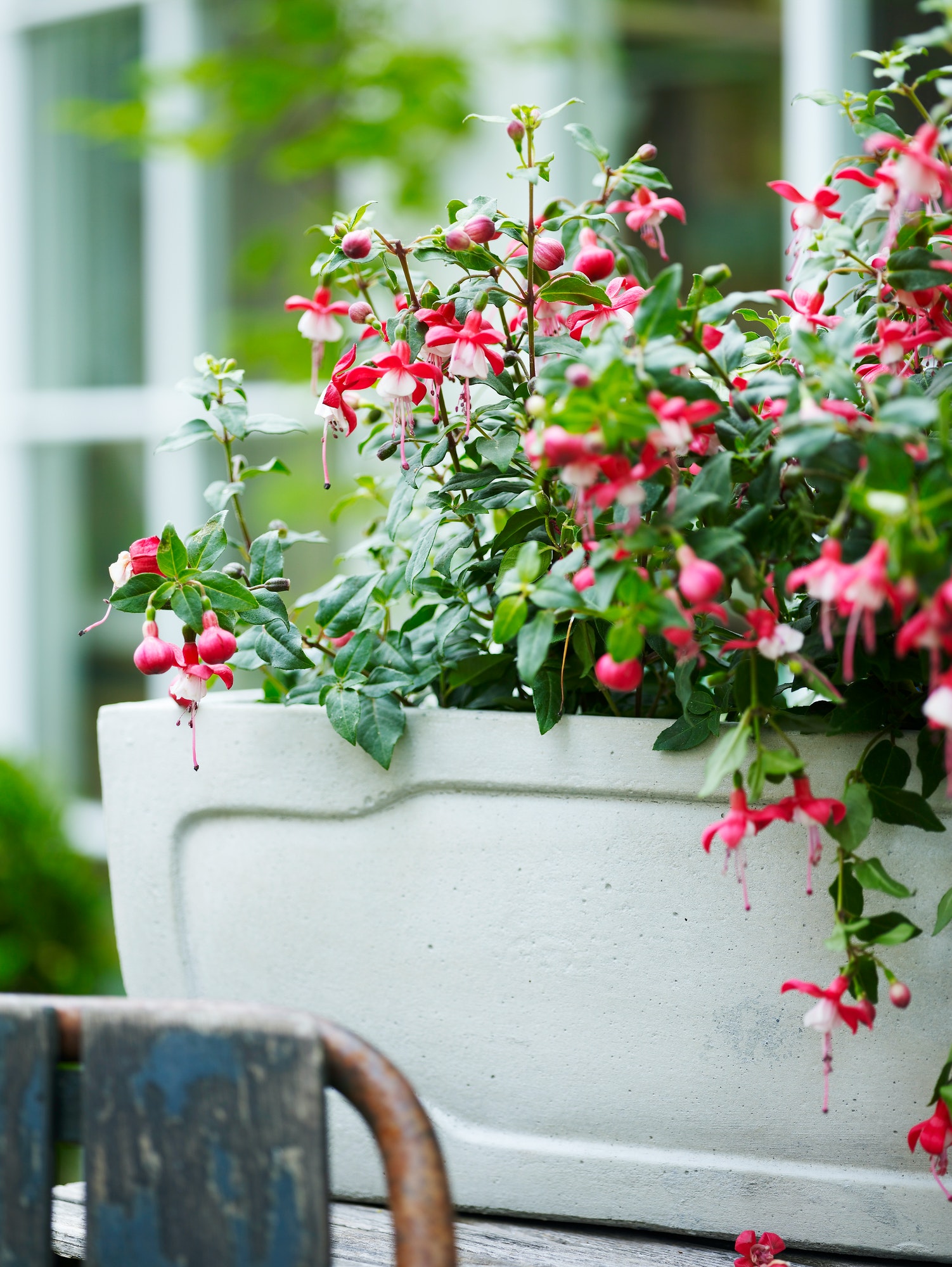 Pink flowered fuchsia garden plant in garden plant pot