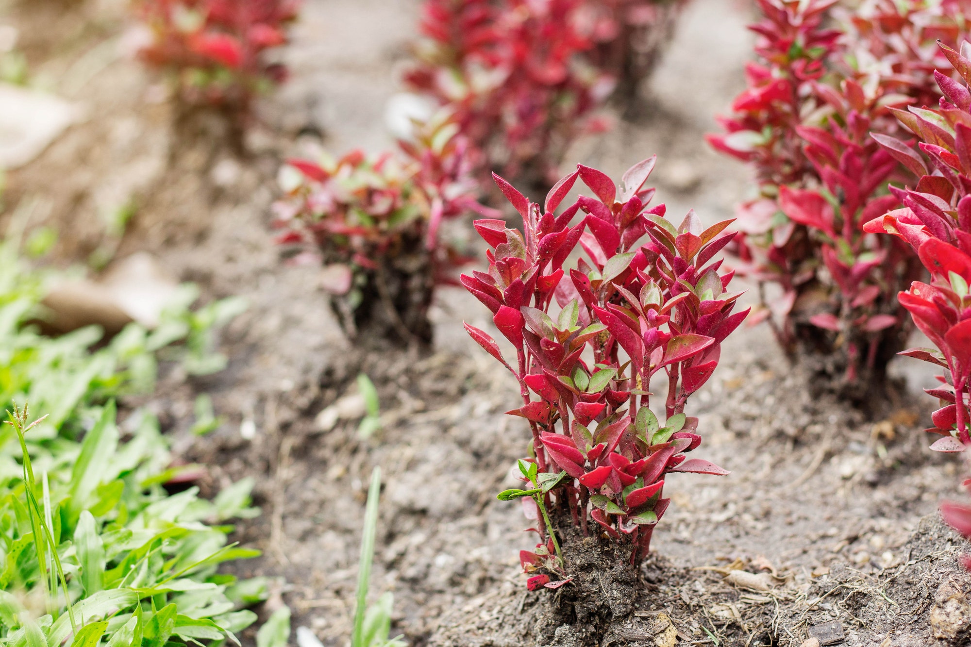 planted in the garden