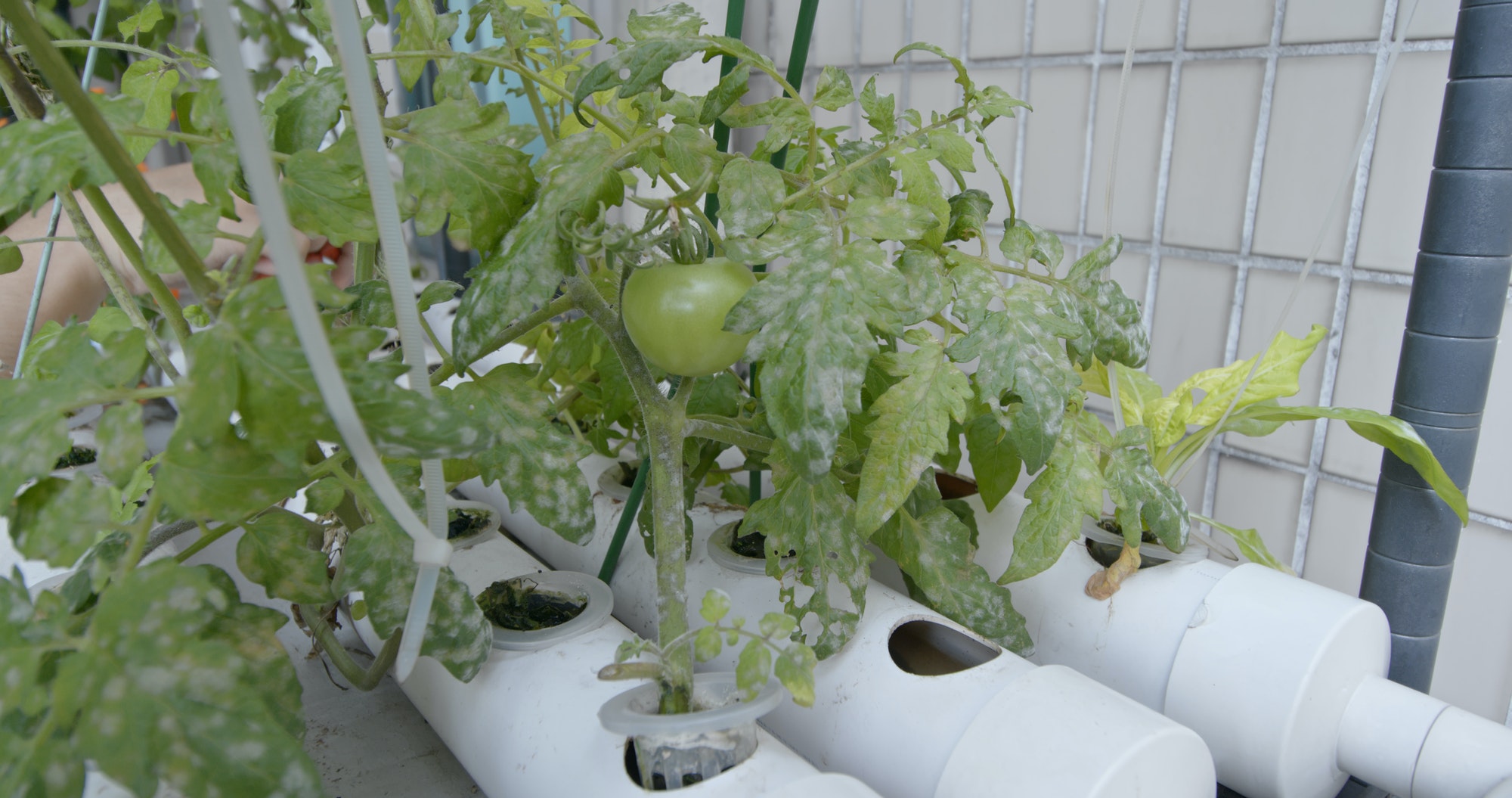 Planting tomato in the garden